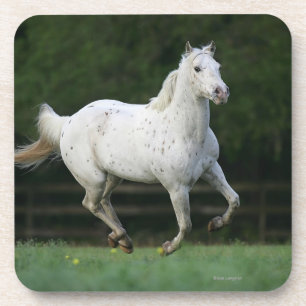 Appaloosa Horse Running 1 Coaster