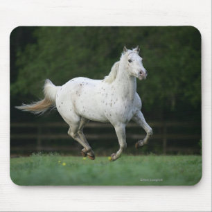 Appaloosa Horse Running 1 Mouse Mat