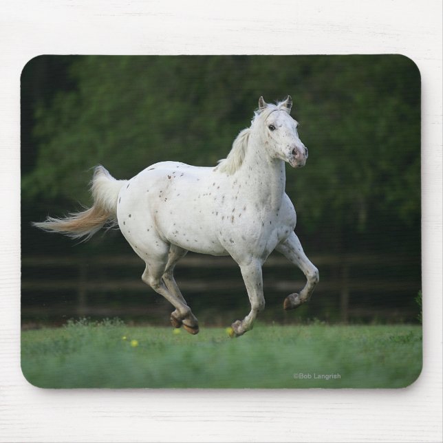 Appaloosa Horse Running 1 Mouse Mat (Front)