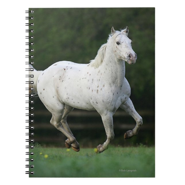 Appaloosa Horse Running 1 Notebook (Front)