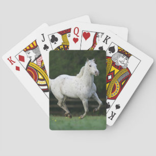 Appaloosa Horse Running 1 Playing Cards