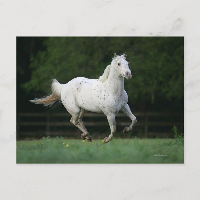 Appaloosa Horse Running 1 Postcard (Front)