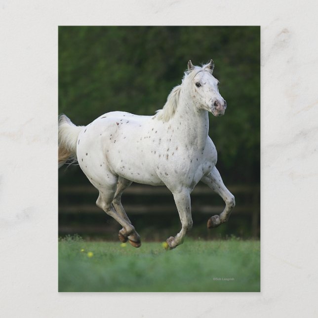 Appaloosa Horse Running 1 Postcard (Front)