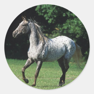 Appaloosa Horse Running 2 Classic Round Sticker