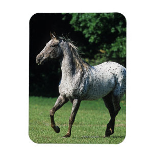 Appaloosa Horse Running 2 Magnet