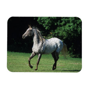 Appaloosa Horse Running 2 Magnet