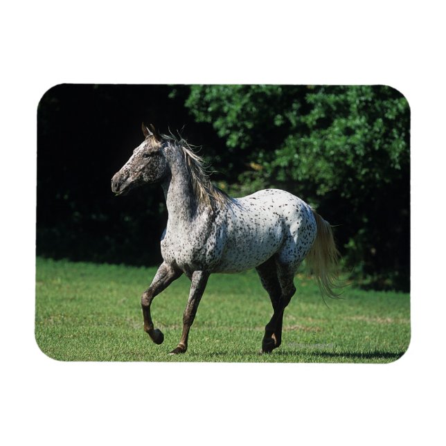 Appaloosa Horse Running 2 Magnet (Horizontal)