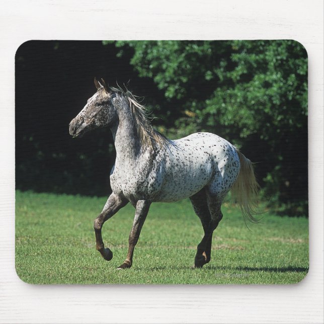 Appaloosa Horse Running 2 Mouse Mat (Front)