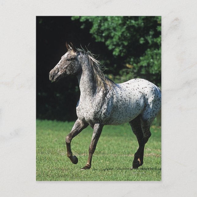 Appaloosa Horse Running 2 Postcard (Front)