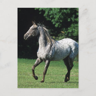 Appaloosa Horse Running 2 Postcard