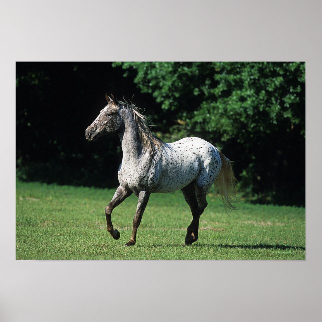 Appaloosa Horse Running 2 Poster (Front)