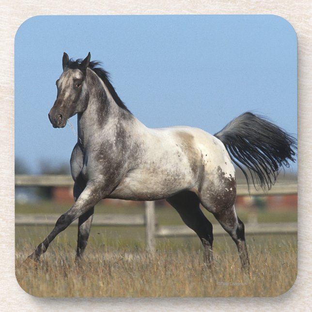 Appaloosa Horse Running 3 Coaster (Front)