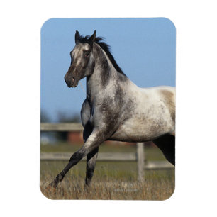 Appaloosa Horse Running 3 Magnet