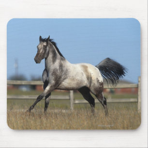 Appaloosa Horse Running 3 Mouse Mat