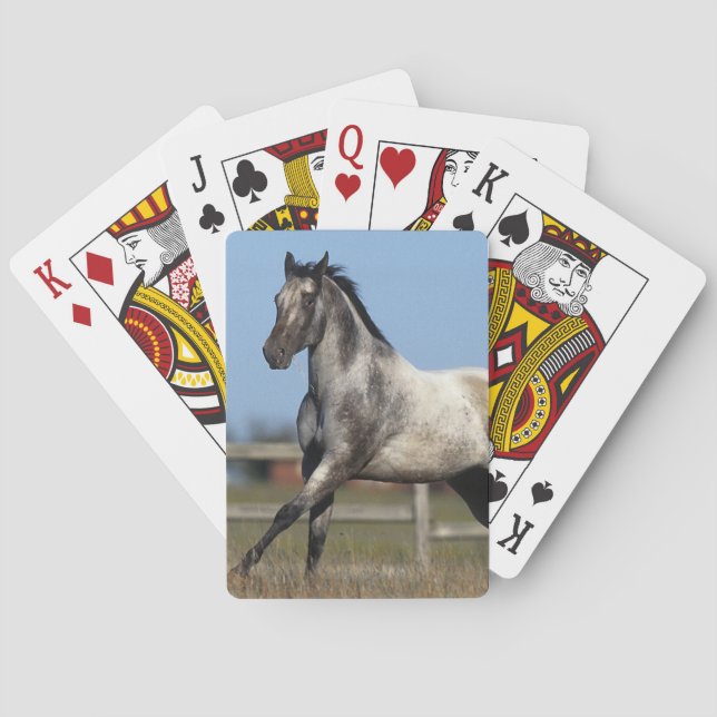 Appaloosa Horse Running 3 Playing Cards (Back)