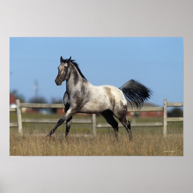 Appaloosa Horse Running 3 Poster (Front)