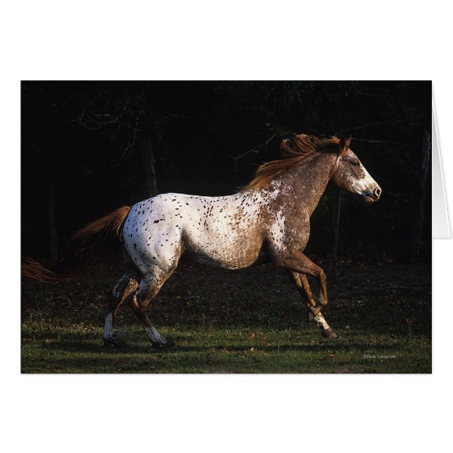 Appaloosa Horse Running 4 (Front Horizontal)