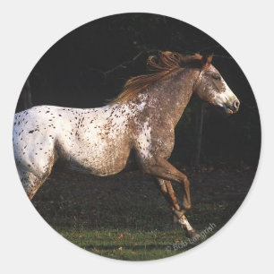 Appaloosa Horse Running 4 Classic Round Sticker
