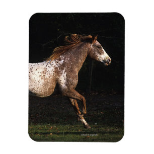 Appaloosa Horse Running 4 Magnet