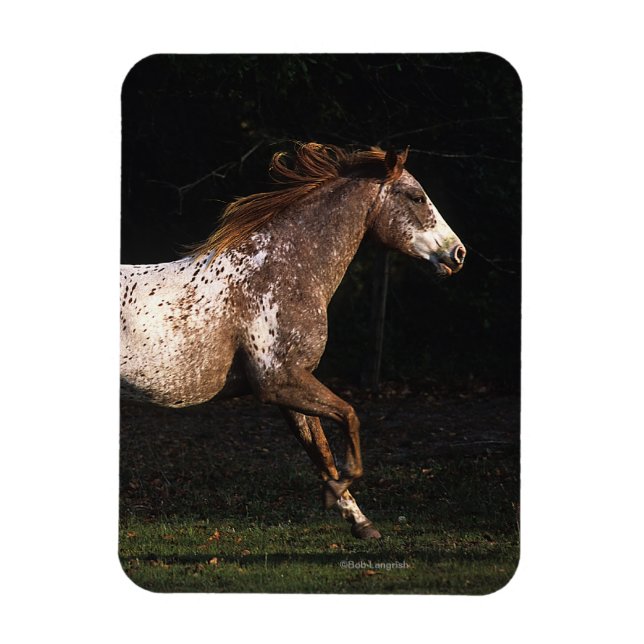 Appaloosa Horse Running 4 Magnet (Vertical)