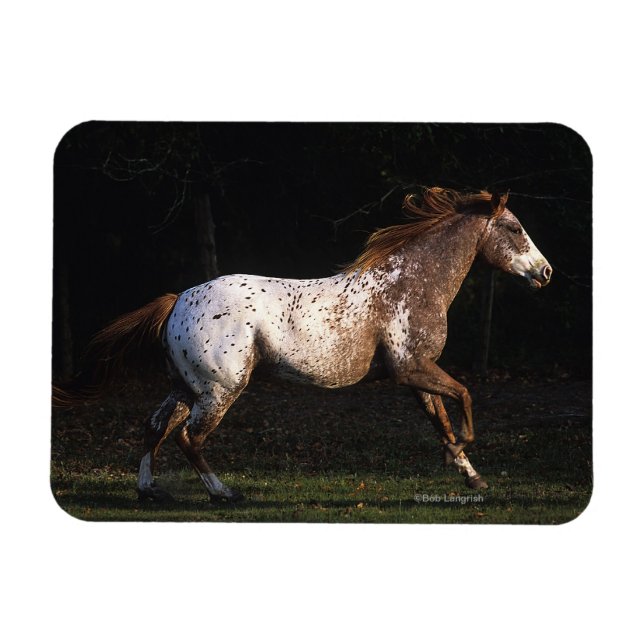 Appaloosa Horse Running 4 Magnet (Horizontal)