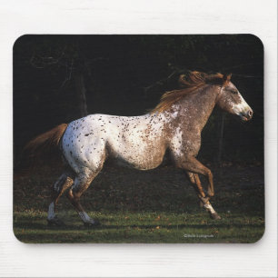 Appaloosa Horse Running 4 Mouse Mat