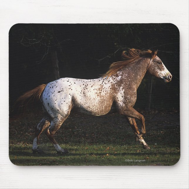 Appaloosa Horse Running 4 Mouse Mat (Front)