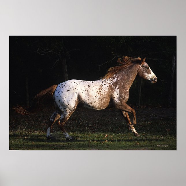 Appaloosa Horse Running 4 Poster (Front)