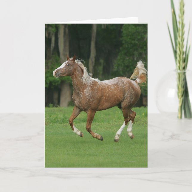 Appaloosa Horse Running Card (Front)