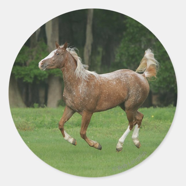 Appaloosa Horse Running Classic Round Sticker (Front)