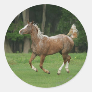 Appaloosa Horse Running Classic Round Sticker