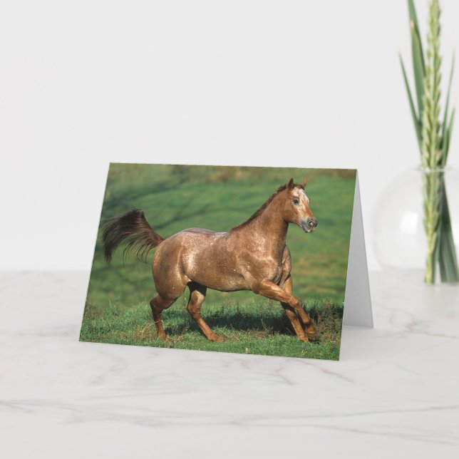 Appaloosa Horse Running in Grassy Field Card (Front)
