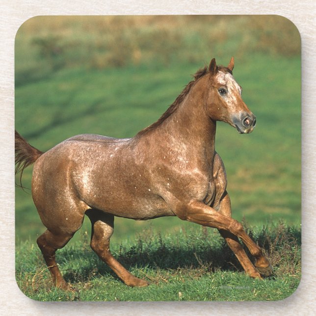 Appaloosa Horse Running in Grassy Field Coaster (Front)
