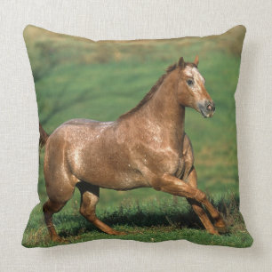 Appaloosa Horse Running in Grassy Field Cushion