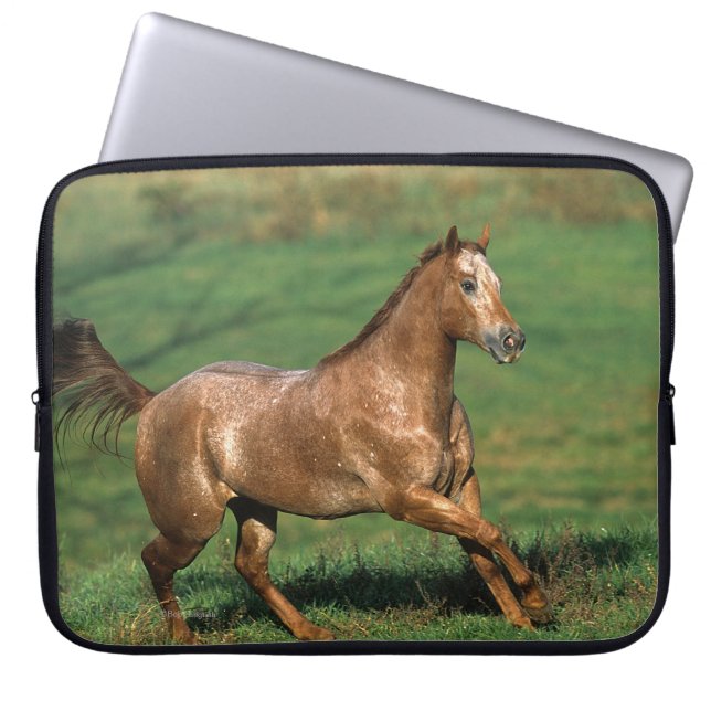 Appaloosa Horse Running in Grassy Field Laptop Sleeve (Front)
