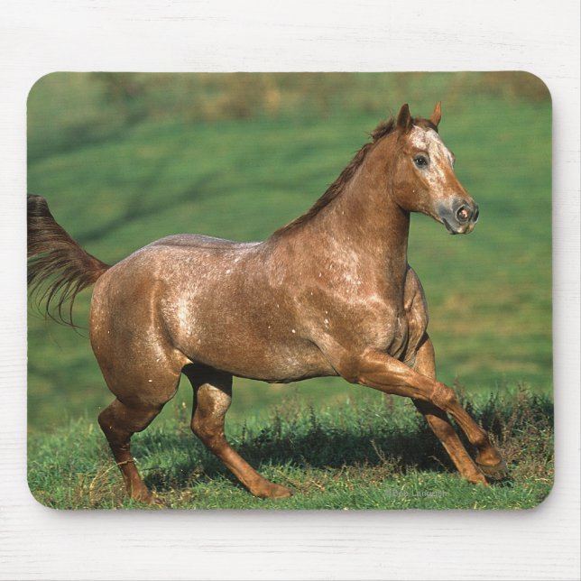 Appaloosa Horse Running in Grassy Field Mouse Mat (Front)