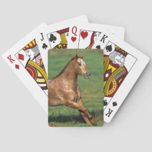 Appaloosa Horse Running in Grassy Field Playing Cards