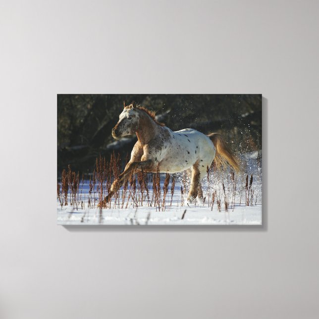 Appaloosa Horse Running in the Snow Canvas Print (Front)