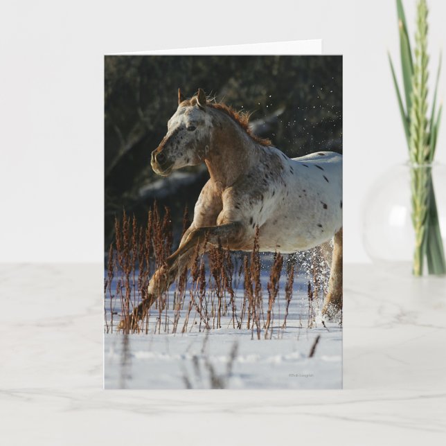 Appaloosa Horse Running in the Snow Card (Front)