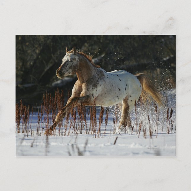 Appaloosa Horse Running in the Snow Postcard (Front)