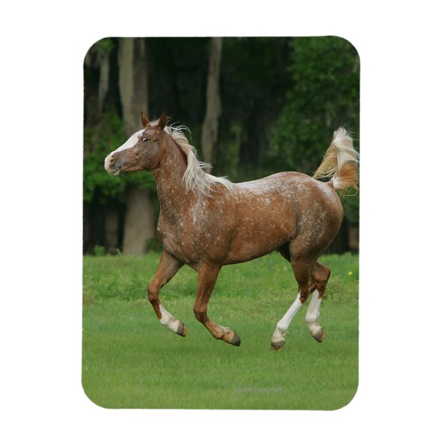 Appaloosa Horse Running Magnet (Vertical)