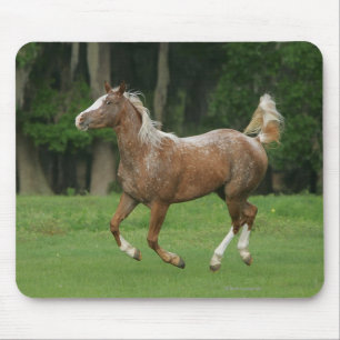 Appaloosa Horse Running Mouse Mat