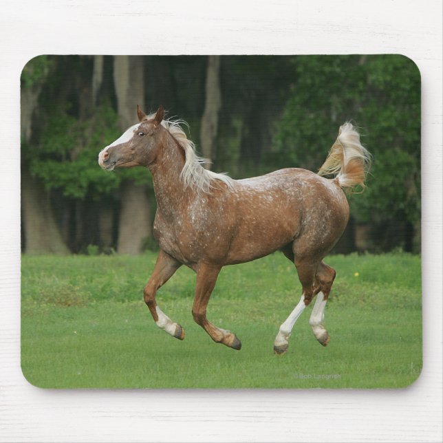 Appaloosa Horse Running Mouse Mat (Front)
