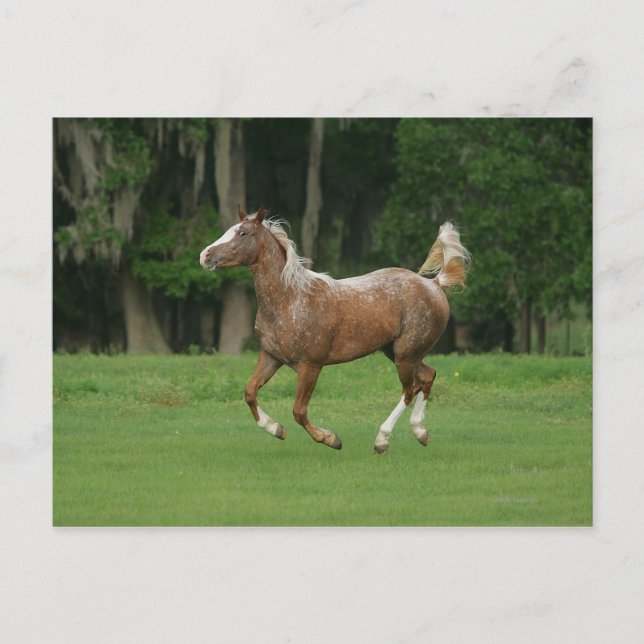 Appaloosa Horse Running Postcard (Front)