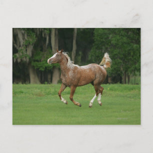 Appaloosa Horse Running Postcard
