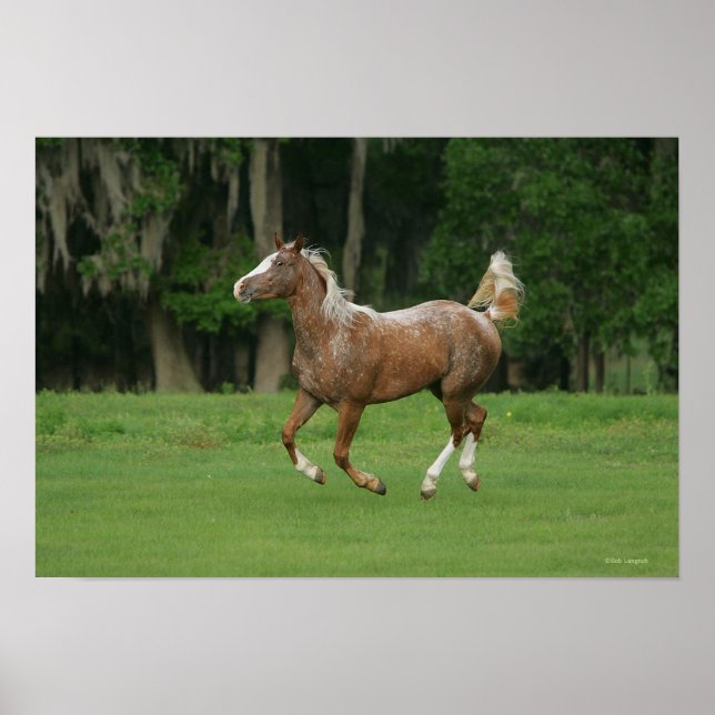 Appaloosa Horse Running Poster (Front)