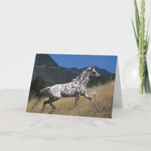Appaloosa Horse Running up Mountain Card