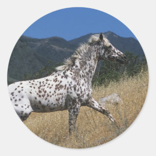 Appaloosa Horse Running up Mountain Classic Round Sticker