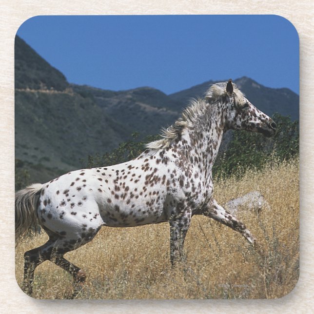 Appaloosa Horse Running up Mountain Coaster (Front)
