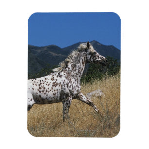 Appaloosa Horse Running up Mountain Magnet